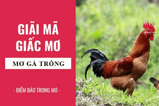 Giải mã giấc mơ thấy gà trống đánh con gì cho dễ trúng 